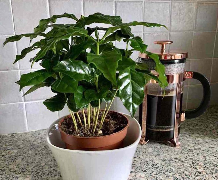 راهنمای کامل نحوه کاشت قهوه در خانه