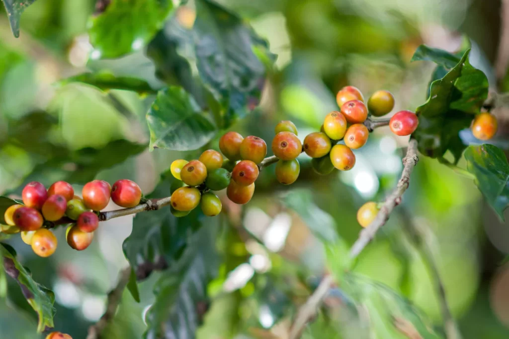 نحوه پرورش گیاه قهوه