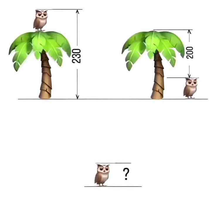 آیا می توانید در طول 10 ثانیه قد جغد و درخت را محاسبه کنید؟