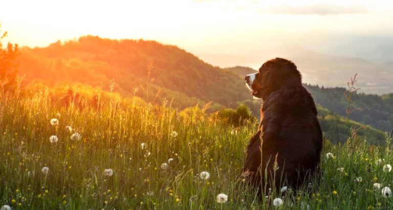 چگونه با مرگ یک حیوان خانگی کنار بیاییم؟