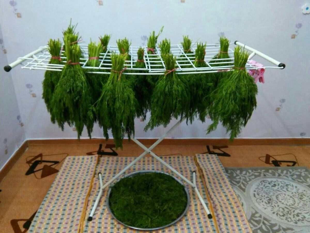 نحوه خشک کردن سبزی‌ های معطر با روش آویزان کردن
