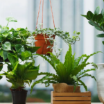 گیاهان آپارتمانی خود را کجا بگذاریم؟ راهنمای جامع نور، دما و رطوبت