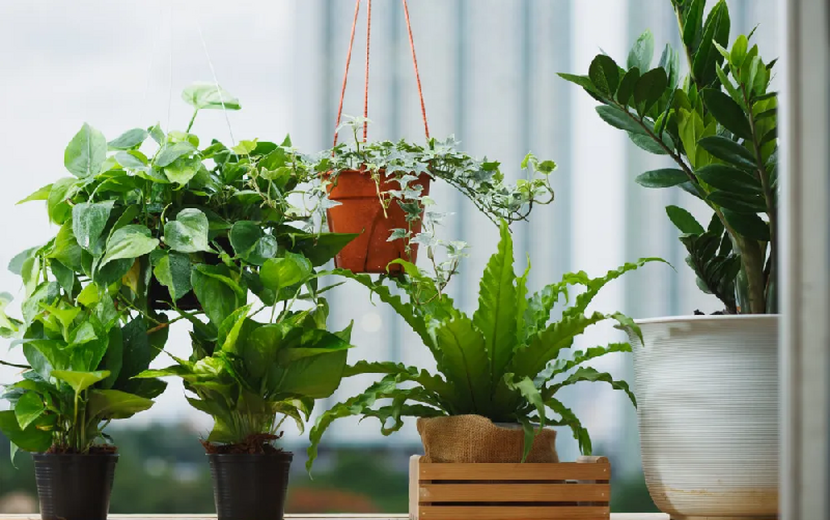 گیاهان آپارتمانی خود را کجا بگذاریم؟ راهنمای جامع نور، دما و رطوبت