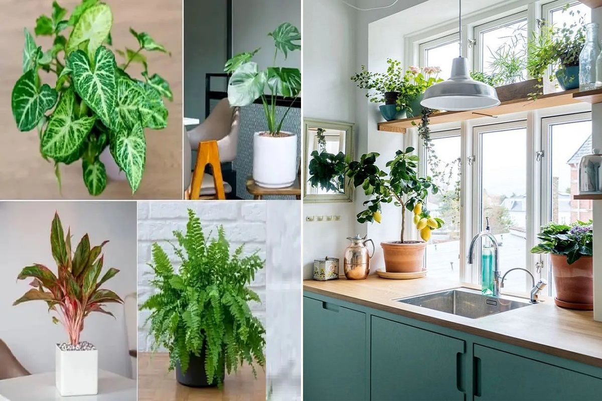 گیاهان آپارتمانی مناسب آشپزخانه | جانی دوباره به آشپزخانه خود ببخشید!