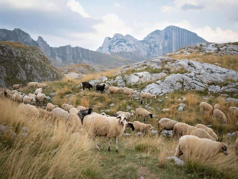 بررسی قیمت گوسفند زنده در بازار دام