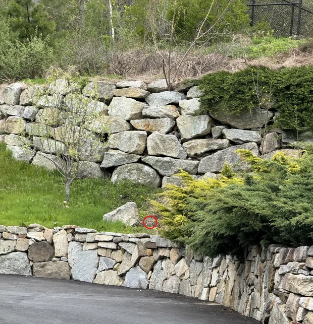 گربه وحشی اینجاست