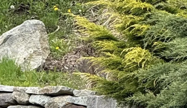 گربه وحشی استتار شده