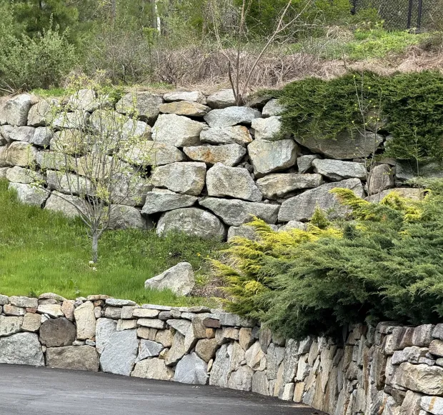 گربه وحشی کجاست