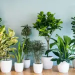 معرفی گیاهان آپارتمانی ارزون: اگر بودجه کمی داری یا خونت نور کافی نداره، این گیاهان رو یادت بمونه