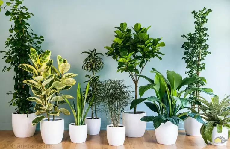 معرفی گیاهان آپارتمانی ارزون: اگر بودجه کمی داری یا خونت نور کافی نداره، این گیاهان رو یادت بمونه