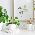 گیاهان خوش شانس که می‌ توانید روی میز محل کار خود قرار دهید!