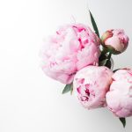 همه چیز در مورد گل پیونی، یکی از زیباترین گل های دنیا