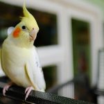 نحوه مراقبت از عروس هلندی + نکات طلایی