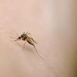 چرا پشه بعضی ها رو بیشتر نیش می زنه؟