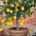 نحوه پرورش درخت لیمو