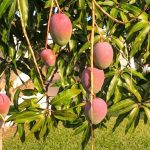 انبه میازاکی